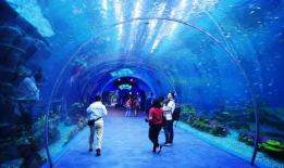 海洋视频,揭秘深海神秘世界